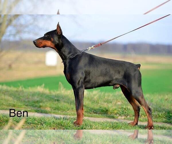 Medium Photo #1 Doberman Pinscher Puppy For Sale in ROBESONIA, PA, USA