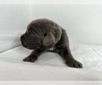 Puppy Mr Purple Newfoundland