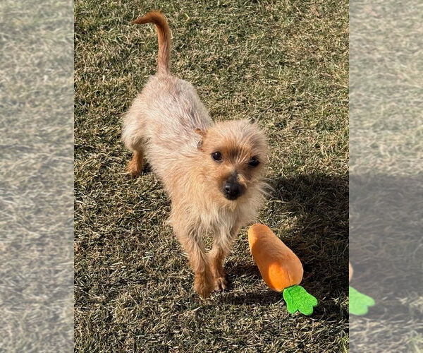 Medium Photo #2 Chihuahua-Unknown Mix Puppy For Sale in Salt Lake City, UT, USA