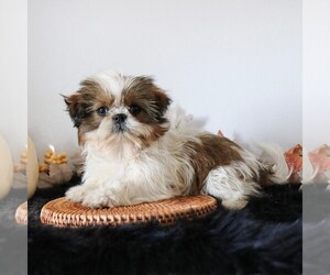 Shih Tzu Puppy for sale in ARTHUR, IL, USA
