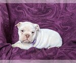 Small Photo #4 English Bulldog Puppy For Sale in COCHRANVILLE, PA, USA