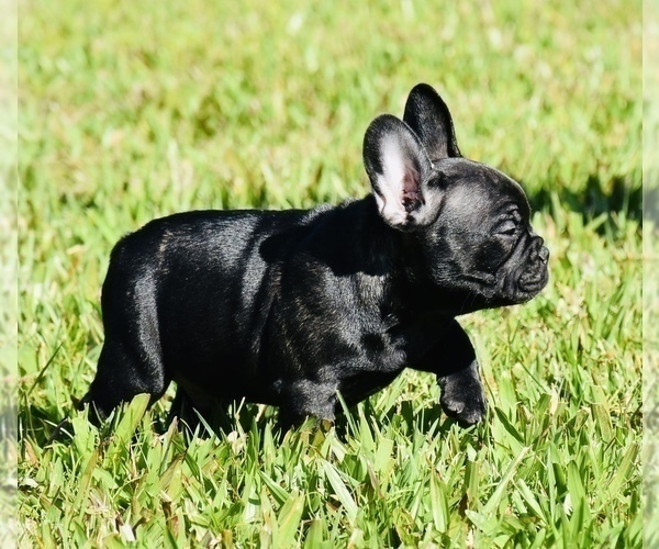 Medium Photo #5 French Bulldog Puppy For Sale in Hollywood, FL, USA