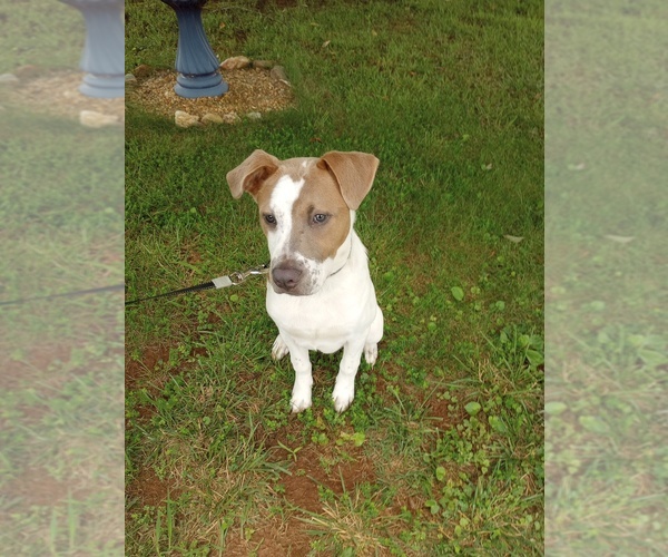 Medium Photo #6 American Pit Bull Terrier Puppy For Sale in RUSTBURG, VA, USA