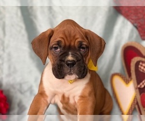 Boxer Puppy for sale in LANCASTER, PA, USA