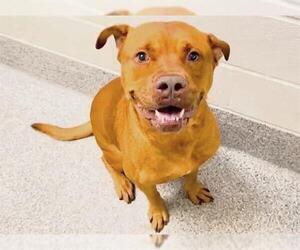 CLIFFORD - Male Dogue de Bordeaux-Unknown Mix Dog for Adoption - Photo #2