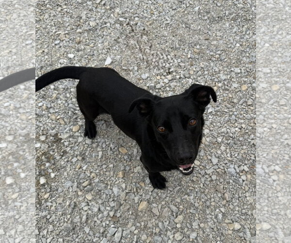 Medium Photo #1 Dachshund-Retriever  Mix Puppy For Sale in Corning, AR, USA