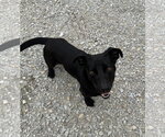 Small Dachshund-Retriever  Mix