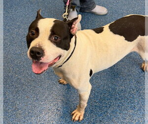 Mutt Dogs for adoption in Tarboro, NC, USA