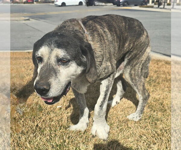 Medium Photo #6 Mutt Puppy For Sale in Salt Lake City, UT, USA
