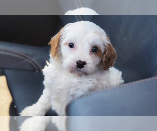 Medium Photo #1 Cavapoo Puppy For Sale in PLEASANTON, KS, USA