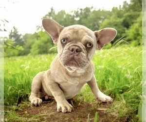 French Bulldog Puppy for sale in WEST HOLLYWOOD, CA, USA