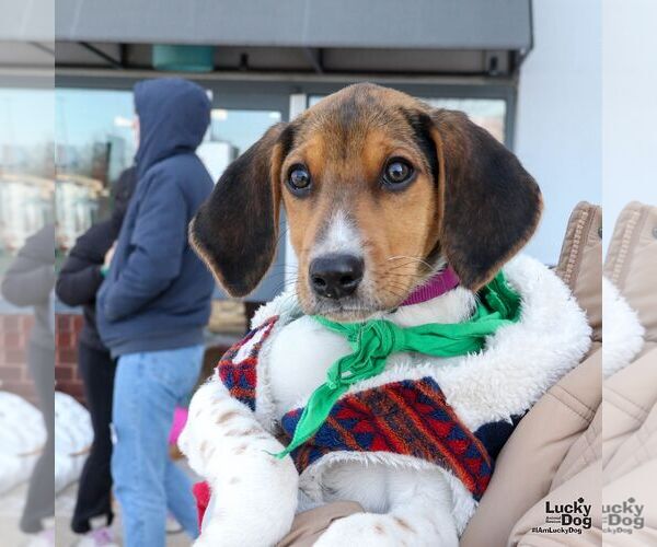 Medium Photo #4 Mutt Puppy For Sale in Washington, DC, USA