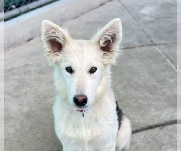 Medium Photo #4 Siberian Husky-Unknown Mix Puppy For Sale in Martinez, CA, USA