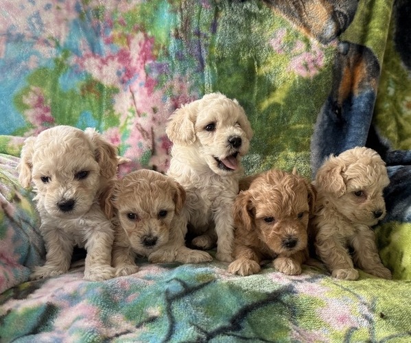 Medium Photo #4 Poodle (Miniature) Puppy For Sale in THORP, WI, USA