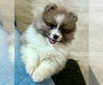 Small #1 Pomeranian
