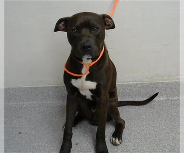 Medium Photo #1 American Pit Bull Terrier-Unknown Mix Puppy For Sale in Pasadena, TX, USA