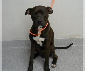 American Pit Bull Terrier-Unknown Mix Dogs for adoption in Pasadena, TX, USA