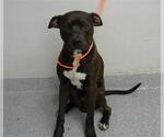 Small American Pit Bull Terrier Mix