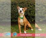 PORCHE - Female Bulldog-Unknown Mix Dog for Adoption - Small photo