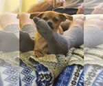 Small #5 Chiweenie