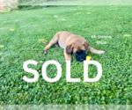 Litter of 6 - Male(s) and Female(s) American Mastiff-Saint Bernard MixLitter of Puppies for Sale - Photo #22