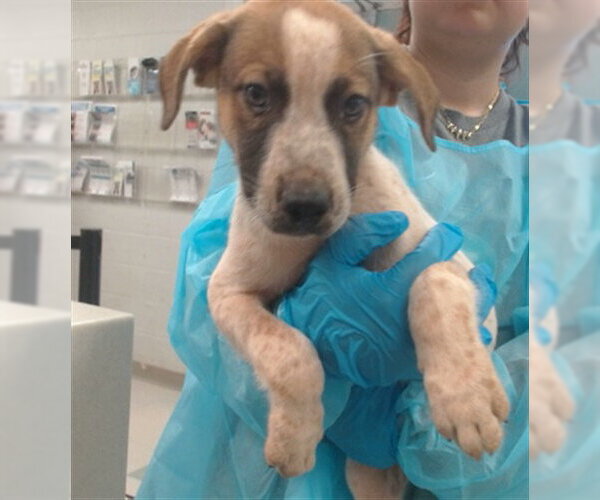 Medium Photo #1 Mutt Puppy For Sale in Oklahoma City, OK, USA
