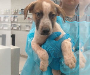 Mutt Dogs for adoption in Oklahoma City, OK, USA