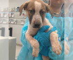 Small Mutt