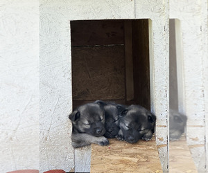 Norwegian Elkhound Puppy for sale in PAGELAND, SC, USA