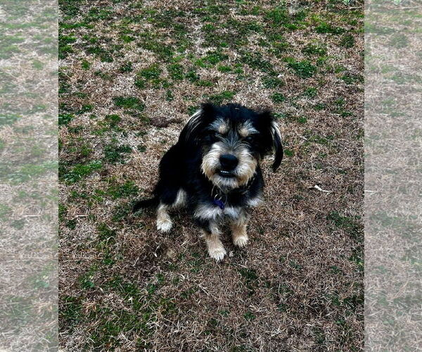 Medium Photo #1 Mutt Puppy For Sale in Spring Lake, NC, USA