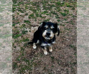 Mutt Dogs for adoption in Spring Lake, NC, USA