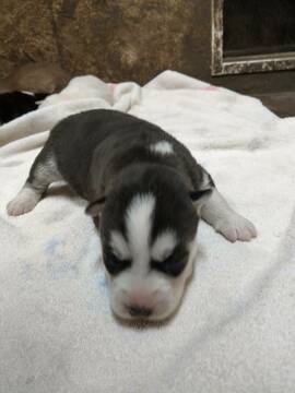 Medium Photo #4 Siberian Husky Puppy For Sale in ELLENDALE, MN, USA
