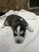 Small Photo #4 Siberian Husky Puppy For Sale in ELLENDALE, MN, USA