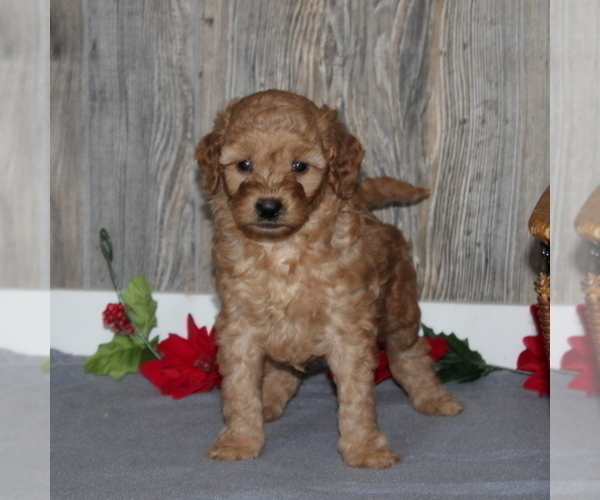 Medium Photo #2 Goldendoodle-Poodle (Miniature) Mix Puppy For Sale in HONEY BROOK, PA, USA