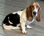 Small #2 Basset Hound