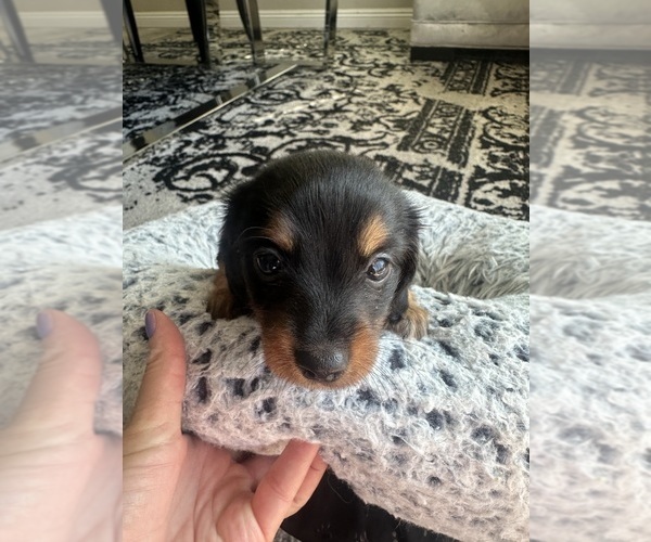 Medium Photo #6 Dachshund Puppy For Sale in SAN DIEGO, CA, USA