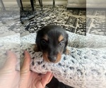 Small #5 Dachshund