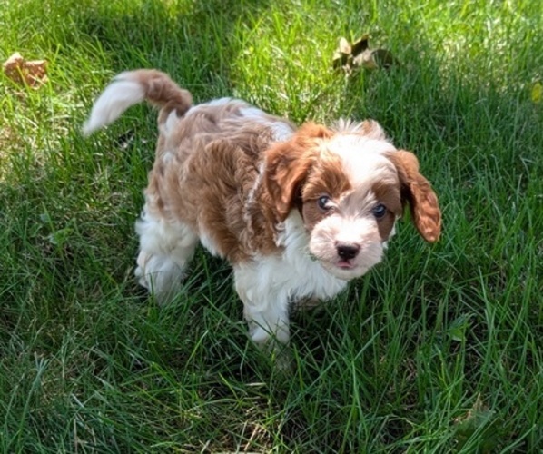 Medium Photo #9 Cavapoo Puppy For Sale in GOSHEN, IN, USA