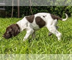 Small Photo #2 German Shorthaired Pointer Puppy For Sale in MESQUITE, TX, USA
