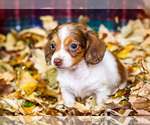Small Photo #23 Dachshund Puppy For Sale in WAKARUSA, IN, USA