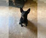 Small #2 Retriever  Mix