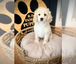 Small #1 Cockapoo (Toy)