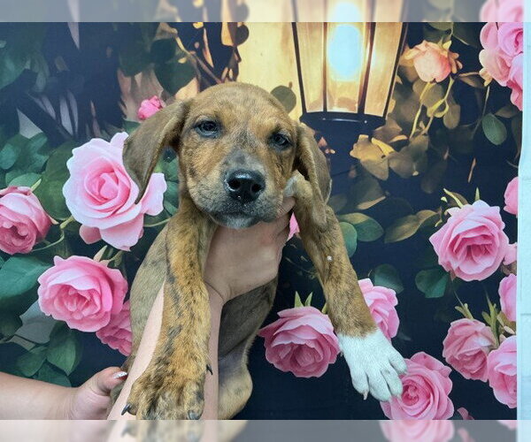 Medium Photo #1 Mutt Puppy For Sale in San Bernardino, CA, USA