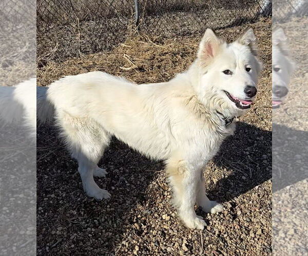 Medium Photo #2 Pyrenees Husky Puppy For Sale in Estherville, IA, USA