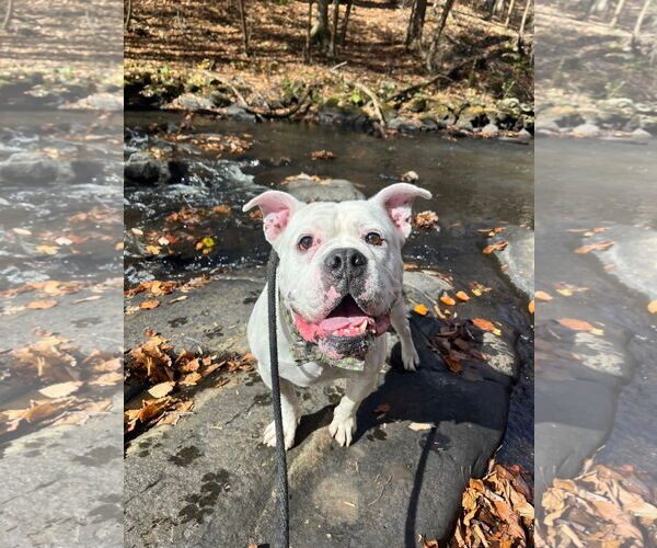 Medium Photo #2 Bulldog-Unknown Mix Puppy For Sale in Rockaway, NJ, USA