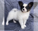 Small Papillon