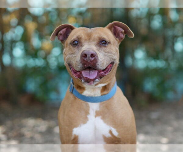 Medium Photo #2 American Staffordshire Terrier-Unknown Mix Puppy For Sale in Tavares, FL, USA