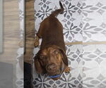 Small #1 Dachshund Mix