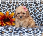 Small Photo #8 Shih-Poo Puppy For Sale in LAKELAND, FL, USA
