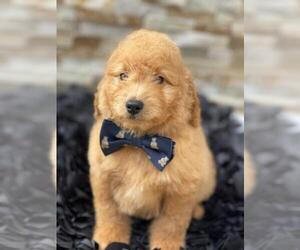 Goldendoodle Puppy for sale in KISSIMMEE, FL, USA